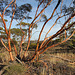 Eucalyptus leptophylla, Lake Gilles CP