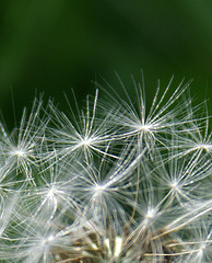 dandelion 2