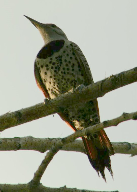 Northern Flicker