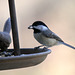 Carolina Chickadee