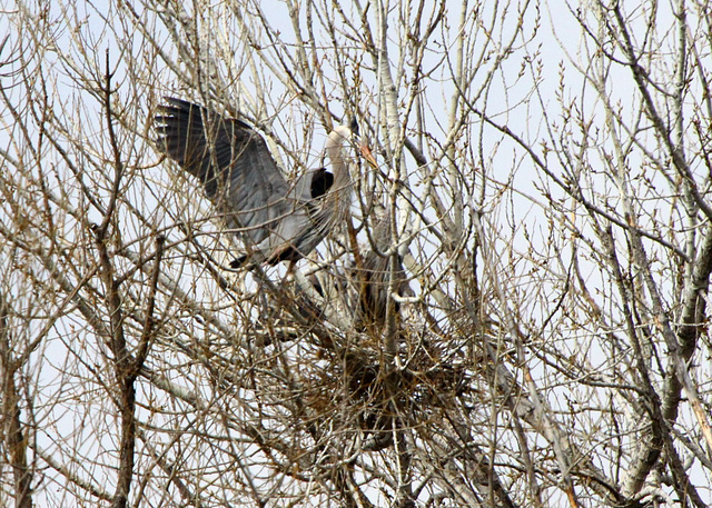 Great Blue Herons Nesting