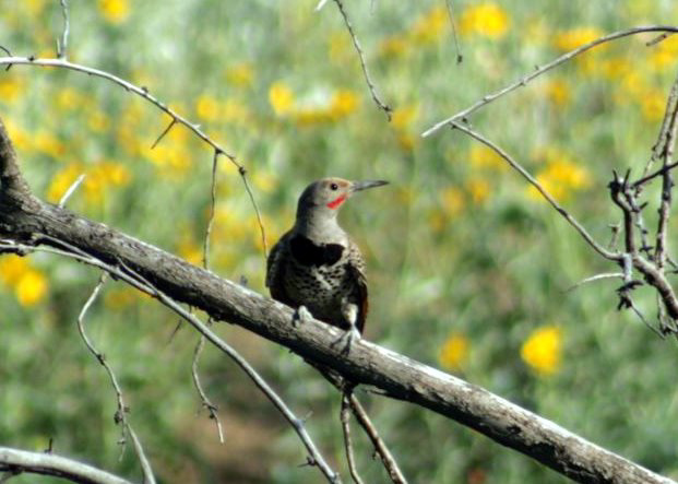 Northern Flicker