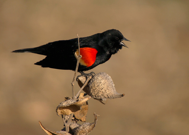 Red-Winged Blackbird