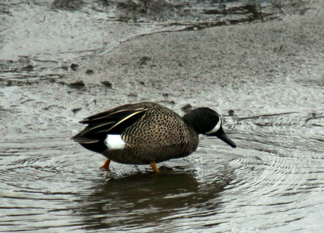 Blue-Winged Teal