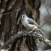 Tufted Titmouse