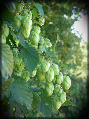 "Hopfen und Malz - Gott erhalt´s"