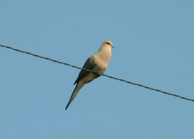 Mourning Dove