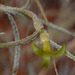 Tillandsia usneoides DSC 0003