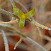 Tillandsia usneoides DSC 0004