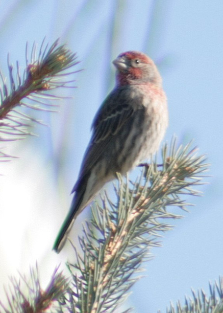 House Finch