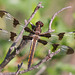 Twelve-Spotted Skimmer (Libellula pulchella)