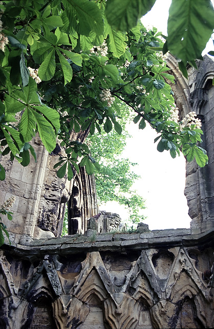 abbey - York