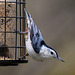 White-Breasted Nuthatch