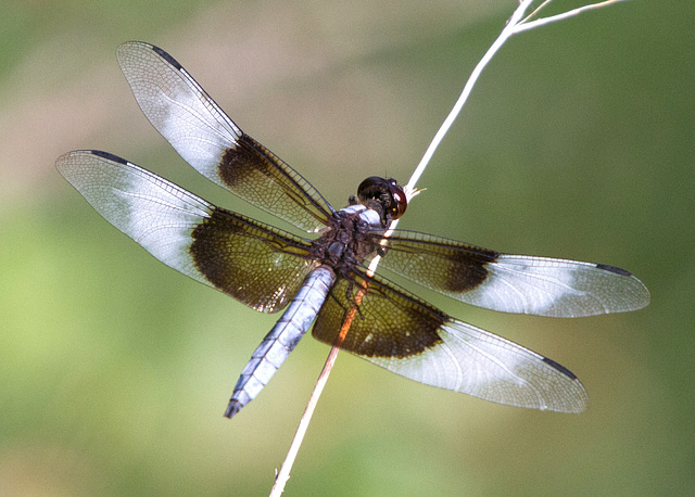 Widow Skimmer (Libellula luctuosa)