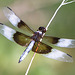 Widow Skimmer (Libellula luctuosa)