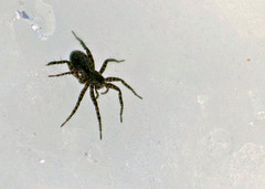Spider on Ice