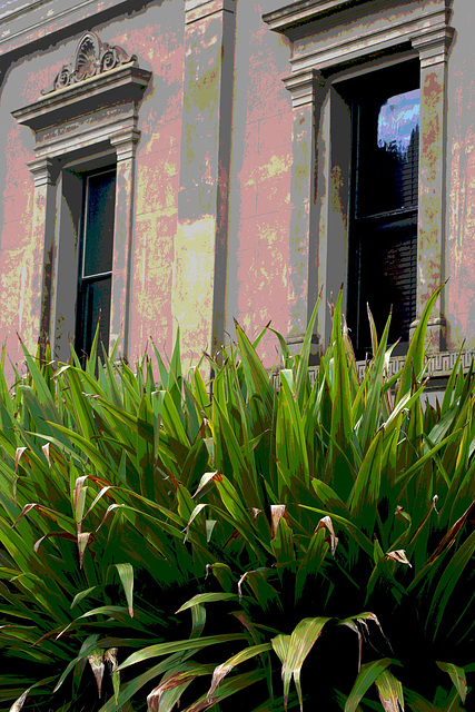 Windows with Doryanthes sward.
