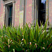 Windows with Doryanthes sward.