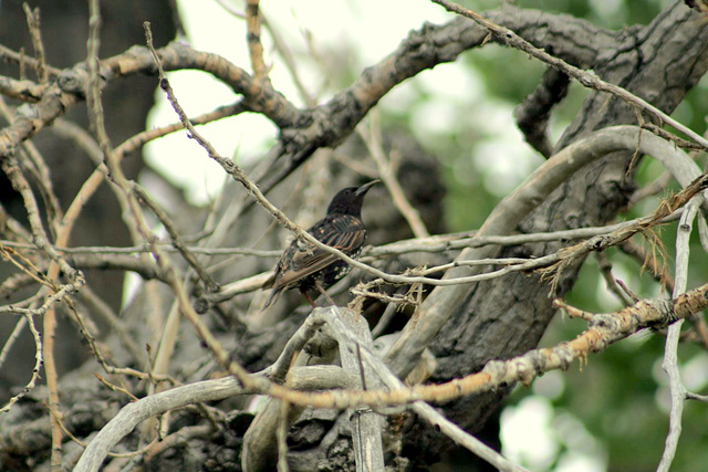 European Starling