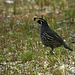 California Quail