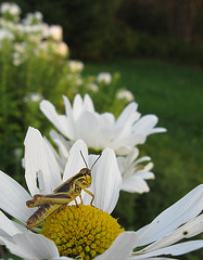 Petite sauterelle au regard lointain!