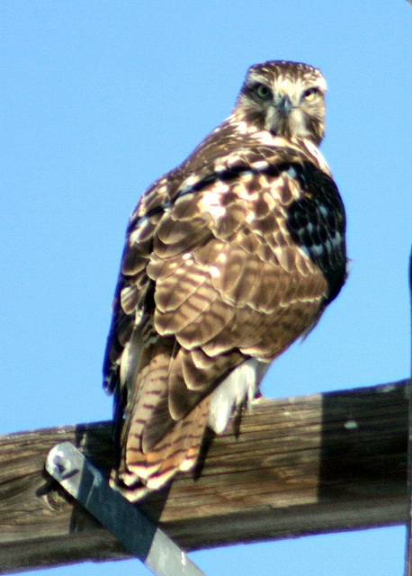 Red-Tailed Hawk