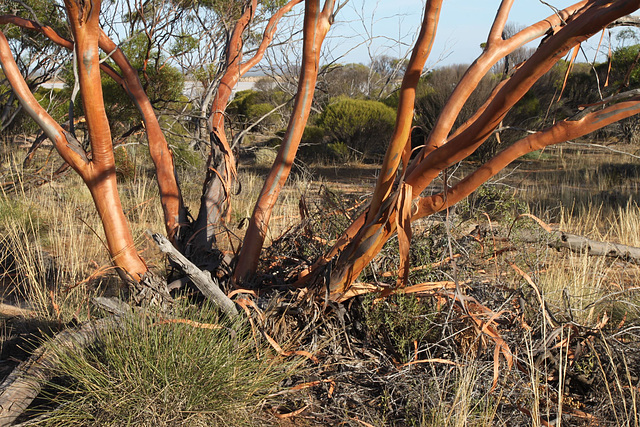 Eucalyptus leptophylla, Lake Gilles CP.