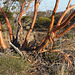 Eucalyptus leptophylla, Lake Gilles CP.