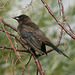 Red-Winged Blackbird