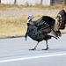 Why'd the Turkey Cross the Road?