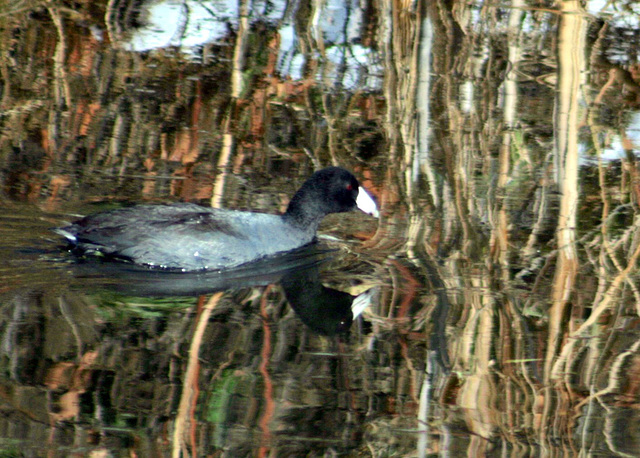 American Coot