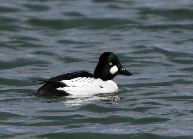 Common Goldeneye