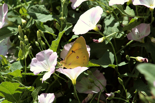 Clouded Sulphur