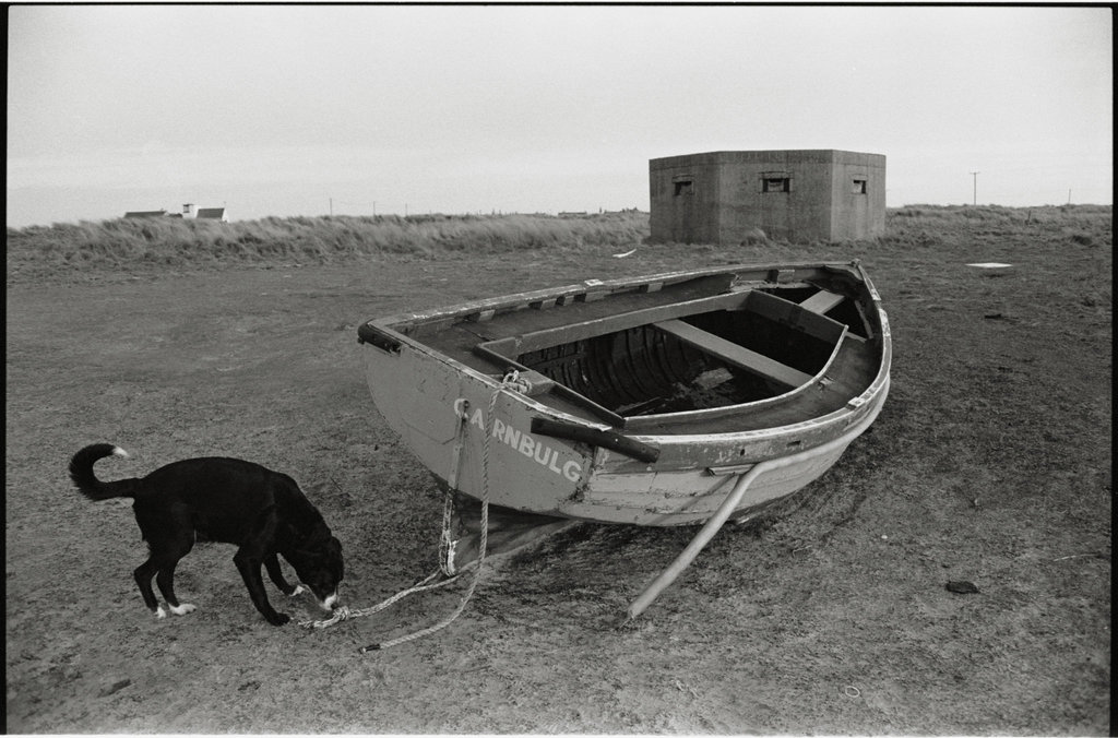 A dog's holiday