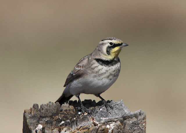 Horned Lark