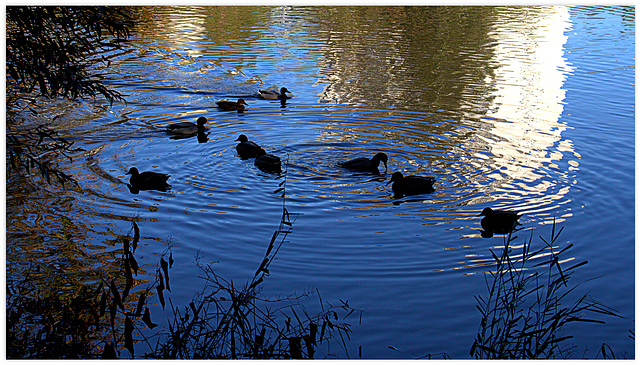 Les canards nageant . . .