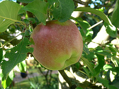 Apfel Marke Eigenbau