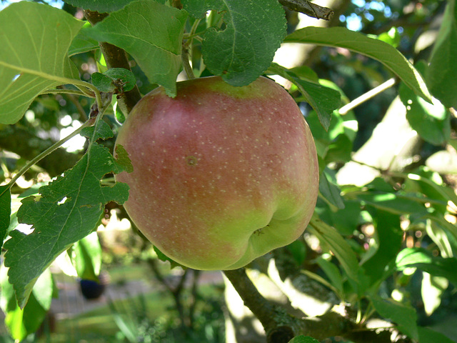 Apfel Marke Eigenbau