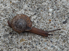 A common snail