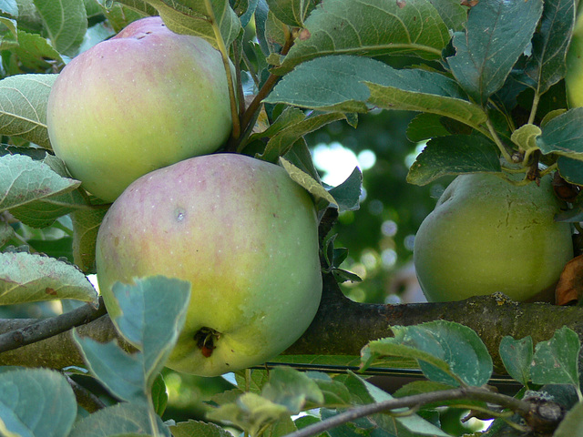 Äpfel Marke Eigenbau