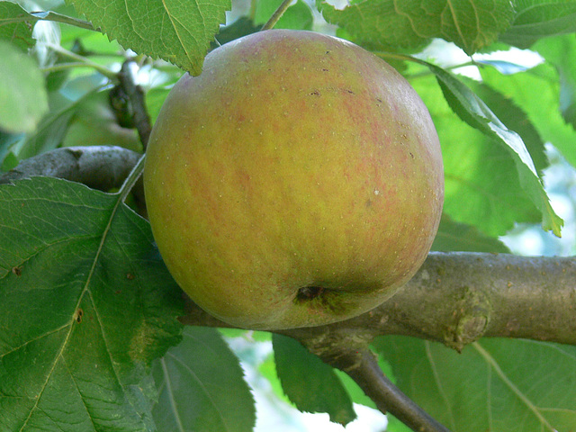 Apfel Marke Eigenbau