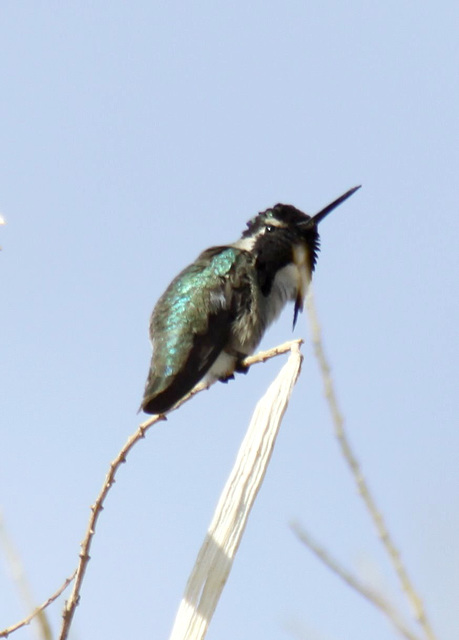 Costas Hummingbird