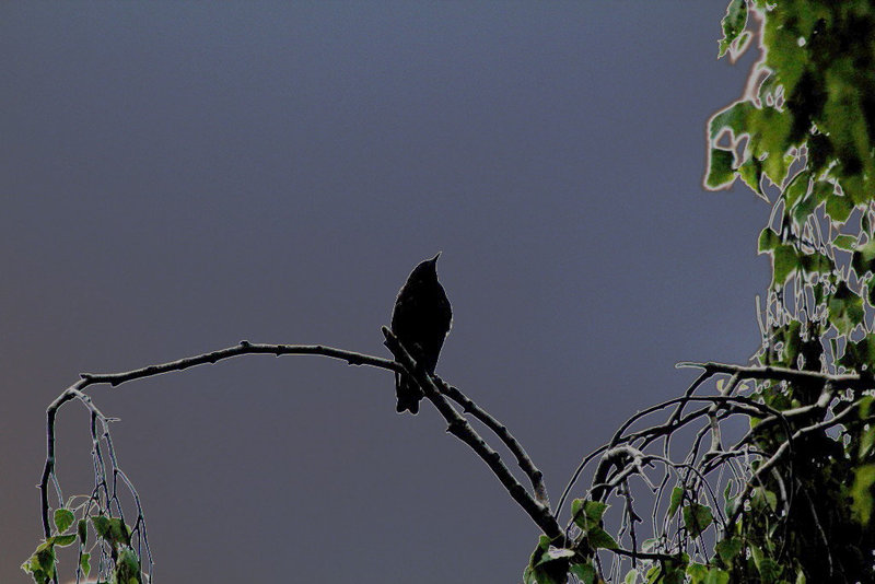 Oiseau de nuit