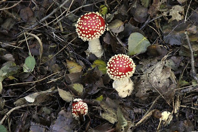 Naissance d'un mythe