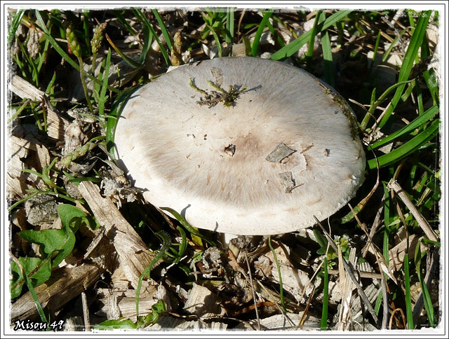 CHAMPIGNON