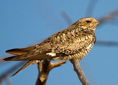 Common Nighthawk (Chordeiles minor)