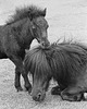 Shetland ponies