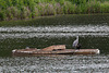 20120615 0614RAw [D-BI] Graureiher (Ardea cinerea), Kormoran (Phalacrocorax carbo), Bielefeld