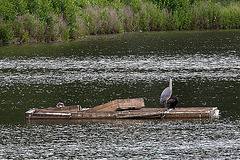 20120615 0614RAw [D-BI] Graureiher, Kormoran