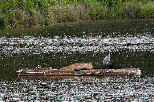 20120615 0614RAw [D-BI] Graureiher (Ardea cinerea), Kormoran (Phalacrocorax carbo), Bielefeld
